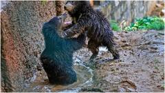 Watermelon, Sattu, Ice Cream: Jaipur Zoo Rolls Out Summer Diet For Animals In Heatwave