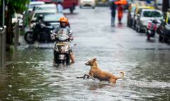 મુંબઈ પાણી પાણી: ચોમાસાની શરૂઆત જ 'રેડ એલર્ટ' સાથે, રસ્તાઓ પર હોડીઓ ચાલે તેવી સ્થિતિ! જુઓ PHOTOS