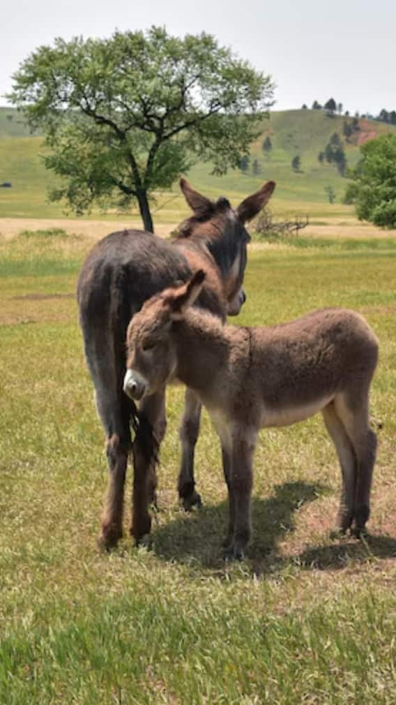 पाकिस्तान से क्या-क्या चीजें खरीदता है चीन?
