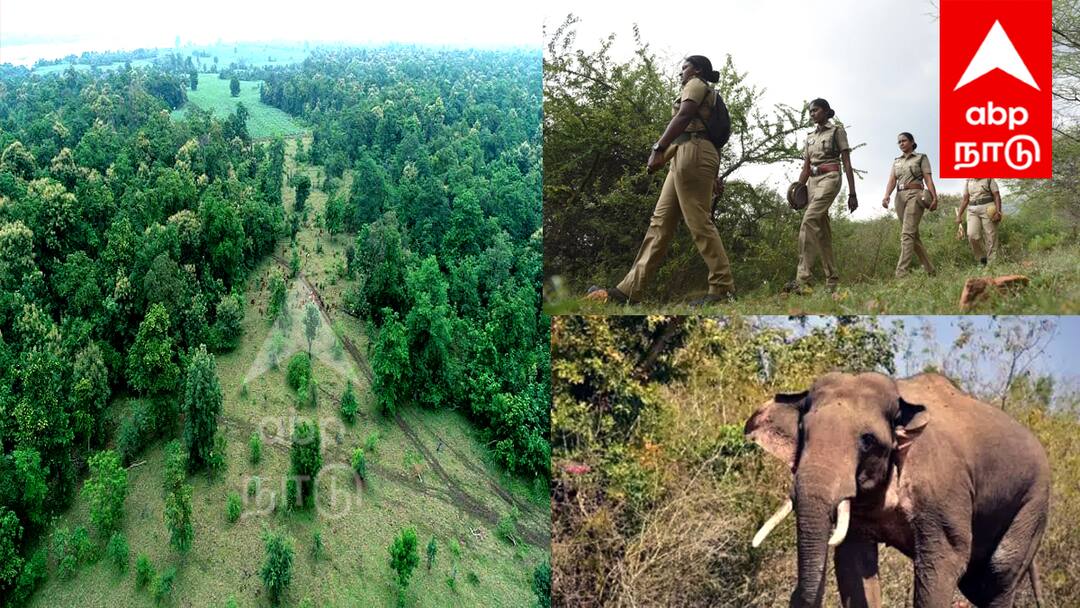 இனி யாரும்... ஏதும் பண்ணமுடியாது ; பக்கா ஸ்கெட்ச் போட்ட வனத்துறை... சிக்கினால் அவ்வளவுதான்...! 120 anti poaching guards have been appointed to monitor all forests in the Villupuram 24-hour rotating basis TNN இனி யாரும்... ஏதும் பண்ணமுடியாது ; பக்கா ஸ்கெட்ச் போட்ட வனத்துறை... சிக்கினால் அவ்வளவுதான்...!