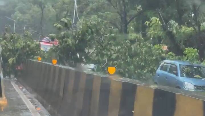 तर पावसामुळे अनेक ठिकाणी झाडे कोसळल्याच्या घटना समोर आल्या आहेत.