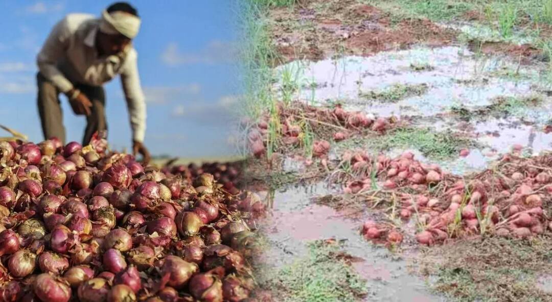 Nashik Rain News update Major damage to onion crop along with Capsicum crop due to rain in Sinnar Nashik district imd rain update Maharashtra Marathi news Nashik Rain News : बळिराजांचे स्वप्न भंगलं! हाता तोंडाशी आलेला घास डोळ्यादेखत हिरावला; नाशकात मुसळधार पावसाचा शेतकऱ्यांना फटका
