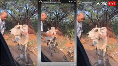 शिखर धवन ने की गौ सेवा, गर्लफ्रेंड सोफी शाइन ने शेयर किया क्रिकेटर का वीडियो