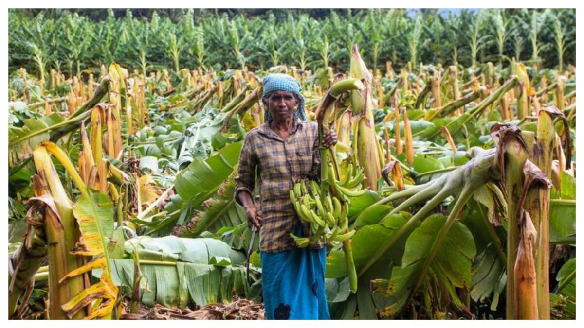 Red Alert For Heavy Rains In Tamil Nadu Till May 28; Nilgiris, Kanniyakumari To Be Worst Hit