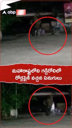 Elephants in Gadchiroli, Maharashtra