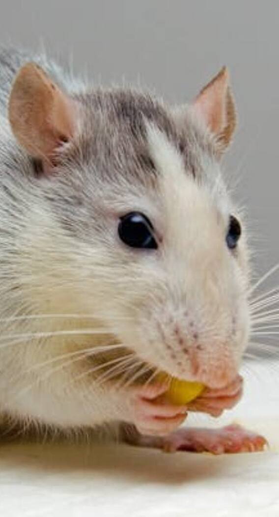 कैसे होती है दुनिया के सबसे लंबे चूहों की खेती?