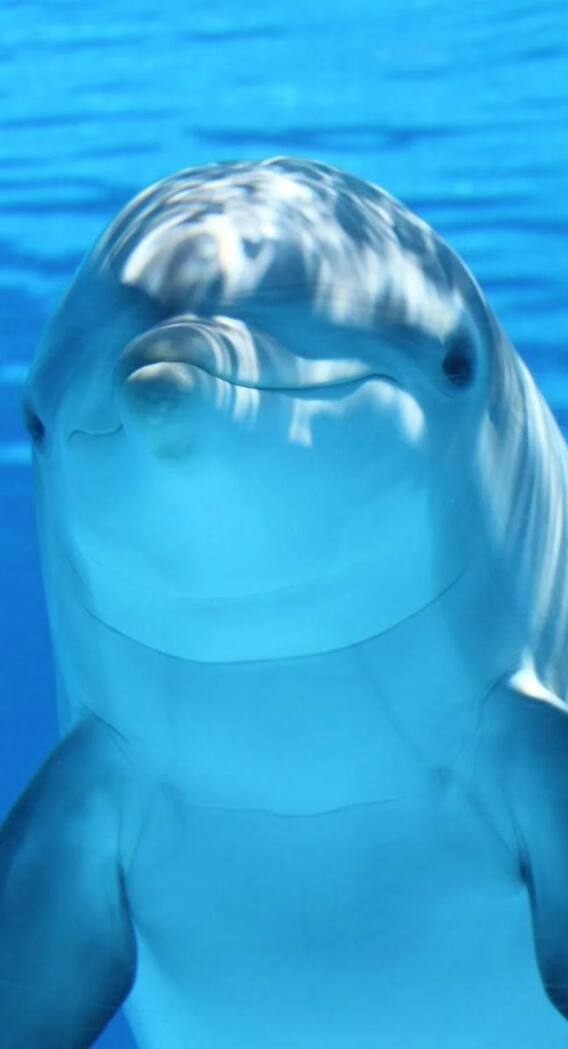 सोते वक्त सिर्फ एक ही आंख बंद रखती है यह मछली