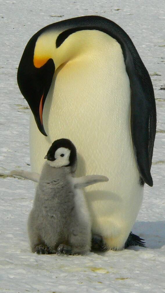 9 Super Dads Of The Animal Kingdom