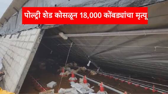 पुण्यात भिंत ढासळून तब्बल 18,000 कोंबडयांचा मृत्यू, पावसाने शेतकऱ्याच्या पोल्ट्री फार्ममध्ये लाखोंचं नुकसान