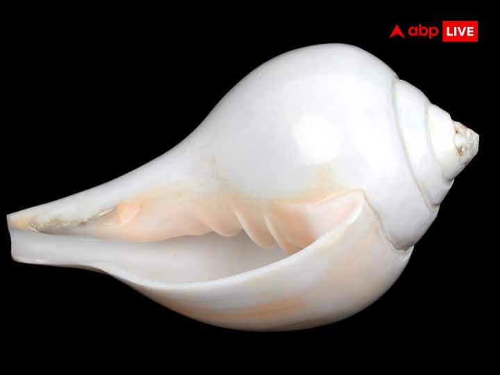 शंख को शुभ, दिव्य और समृद्धि का प्रतीक माना जाता है. सुबह के समय कहीं भी शंख दिख जाए तो यह भी शकुन शास्त्र के अनुसार बहुत शुभ होता है.