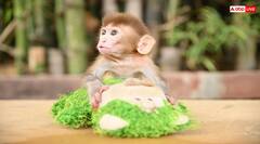 Bada Mangal 2025: मंगलवार सुबह दिख जाए इनमें से कोई एक चीज, तो समझिए हनुमान जी का मिल गया आशीर्वाद