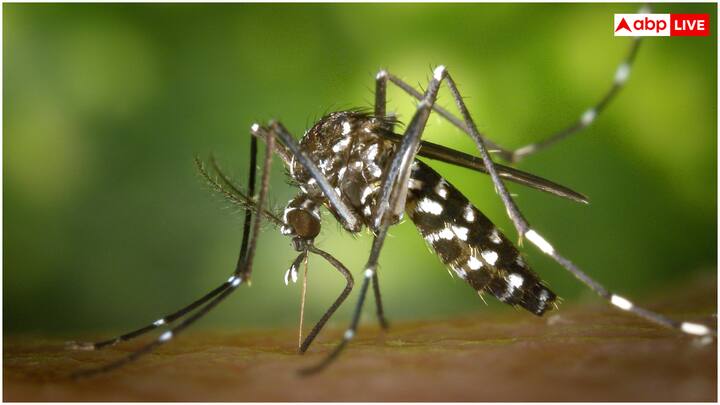 मॉनसून में मच्छरों की संख्या बढ़ने से डेंगू, मलेरिया और चिकनगुनिया जैसी बीमारियों का खतरा बढ़ जाता है. डब्ल्यूएचओ के मुताबिक, भारत में हर साल मॉनसून के दौरान डेंगू के मामले बढ़ते हैं. मच्छरों से बचने के लिए घर में मच्छरदानी और मॉसक्यूटो रिपेलेंट यूज कर सकते हैं. घर के आसपास पानी जमा न होने दें, क्योंकि यह मच्छरों के प्रजनन का कारण बनता है.