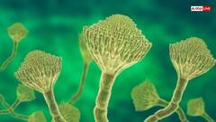 बदलती जलवायु और फंगस का खतरा, कहीं आपकी सेहत भी तो नहीं है निशाने पर?