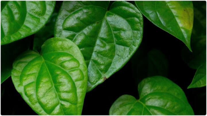 తమలపాకుల రసం కడుపులోని బ్యాక్టీరియాను బయటకు పంపి గట్ హెల్త్ను మెరుగుపరుస్తుంది. టాక్సిన్లు బయటకు పంపి హెల్తీగా ఉంచుతుంది.