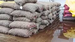 ભાવનગર જિલ્લામાં ડુંગળીના ખેડૂતોને કમોસમી વરસાદે કર્યા પાયમાલ