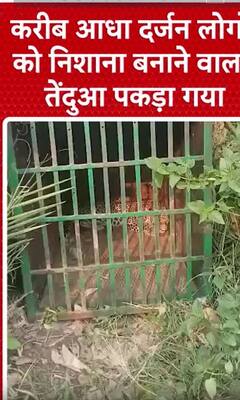 Sehore News: करीब आधा दर्जन लोगों को निशाना बनाने वाला तेंदुआ पकड़ा गया | MP | LEOPARD VIRAL VIDEO