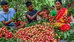 मुजफ्फरपुर की लीची को मिली नई पहचान, GI टैग मिलने के बाद जारी हुआ डाक टिकट