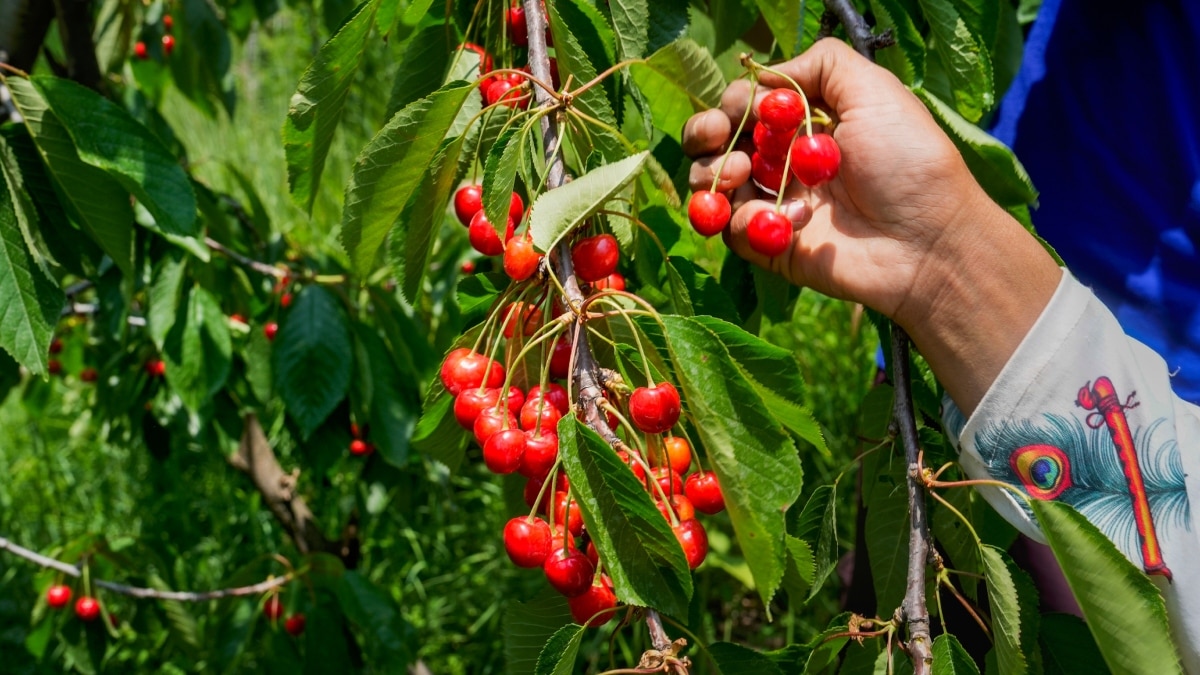 हिमाचल प्रदेश में चेरी की कटाई जोरों पर, लेकिन क्या है किसानों के सामने दिक्कत?