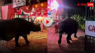 स्वागत नहीं करोगे हमारा...दूल्हा दुल्हन की एंट्री की थी तैयारी, तभी शादी में अचानक पहुंचा ये खूंखार जानवर, वीडियो वायरल