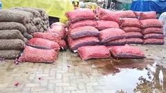 ભાવનગર જિલ્લામાં ડુંગળીના ખેડૂતોને કમોસમી વરસાદે કર્યા પાયમાલ