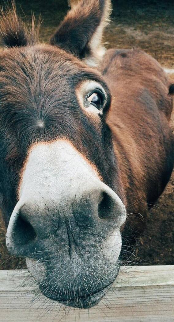 गधे को मुर्ख क्यों कहा जाता है?