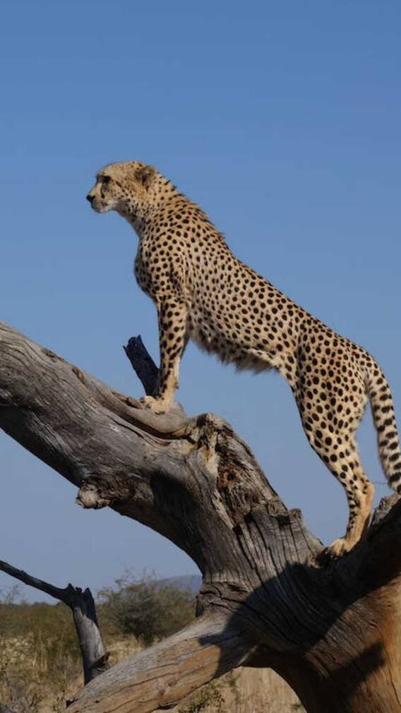 इन गर्मियों में बच्चों संग घूमने जाएं दिल्ली-NCR के इन शानदार प्राणी उद्यानों में