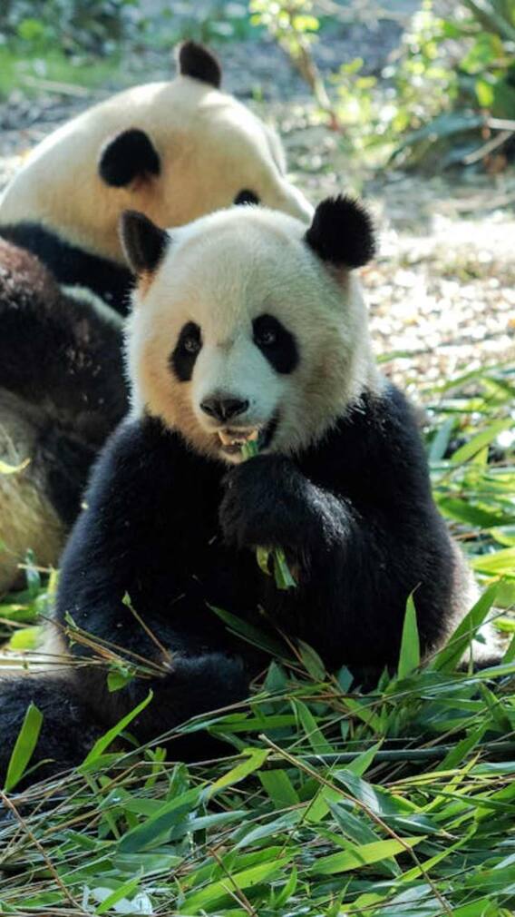 पांडा को सबसे ज्यादा क्या पसंद होता है?