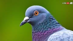 'We've Have A Wildlife Situation On The Plane': Pigeons Cause Chaos On Delta Flight. WATCH