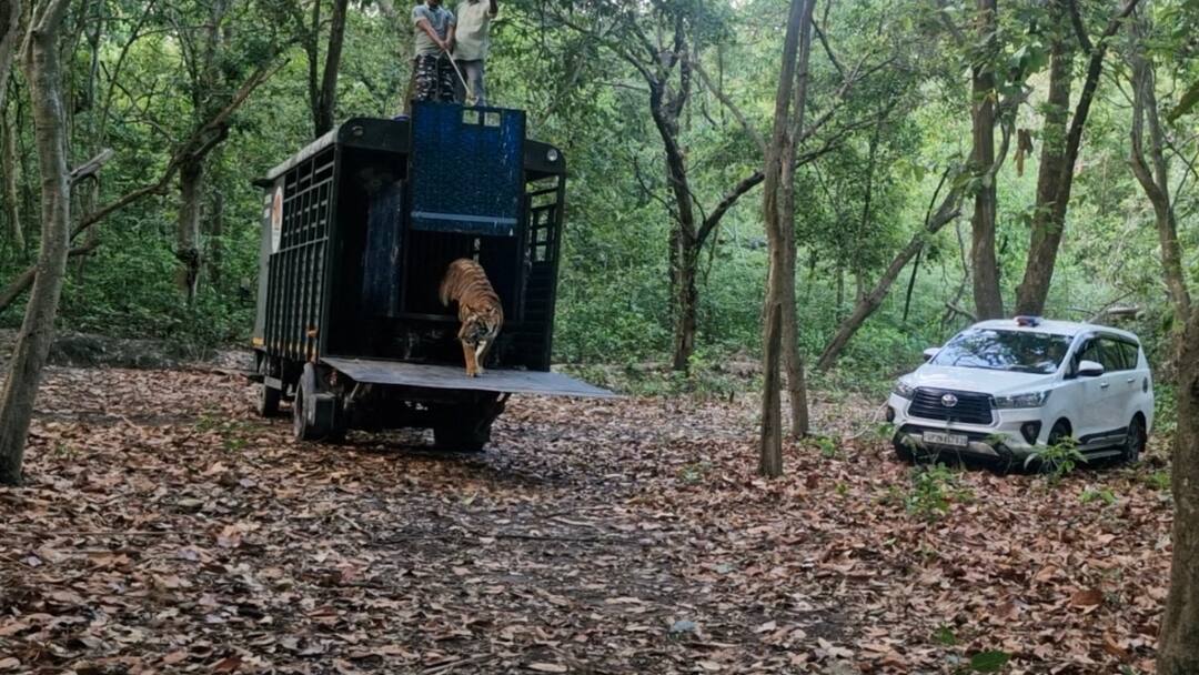 Pilibhit Newsforest department released tigress in forest ann Pilibhit News: पीलीभीत में रेस्क्यू की गई बाघिन को वन विभाग ने जंगल में छोड़ा, 2 किसानों का कर चुकी है शिकार