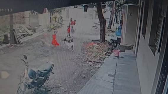 इचलकरंजीत भटक्या कुत्र्यांची दहशत सुरुच, आता तीन कुत्र्यांचा चिमुकलीवर हल्ला; डोळ्याला आणि डोक्याचा चावा
