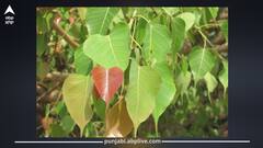 ਖਾਲੀ ਪੇਟ ਪਿੱਪਲ ਦੇ ਪੱਤਿਆਂ ਦਾ ਪਾਣੀ ਪੀਣ ਦੇ 7 ਫ਼ਾਇਦੇ, ਜਾਣੋ ਬਣਾਉਣ ਦਾ ਸਹੀ ਤਰੀਕਾ