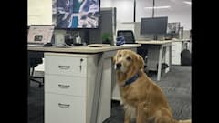 ‘He Doesn’t Code Or Care, Just Shows Up’: Hyderabad’s Fluffiest Employee Wins The Internet