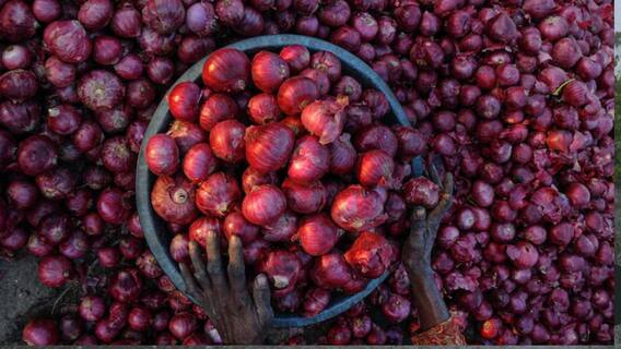 शेतकऱ्याचा कांदा चिखलात माखला, नाशिकसह राज्यभरात कांद्याला कवडीमोल भाव, क्विंटलमागे शेतकऱ्याला किती मिळतायत?