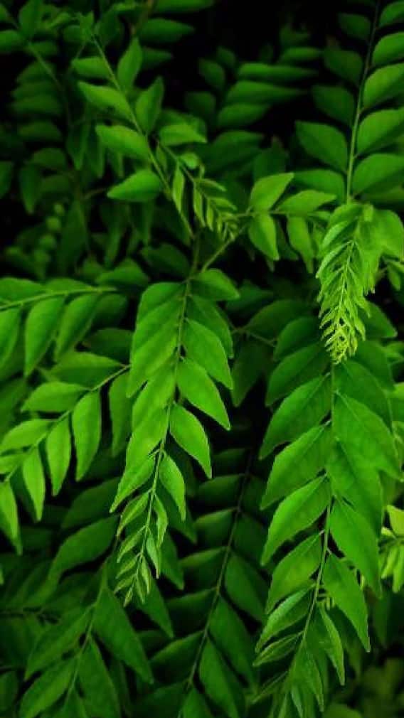 केसांचे सर्व प्रश्न सुटतील, एकदा वापरून पाहा कढीपत्ता!