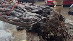पुण्यात झाड कोसळून 1 ठार, मुंबई उन्मळून पडला वड; कोकणातही ST चा मार्ग थांबला, कौलारू उडाले