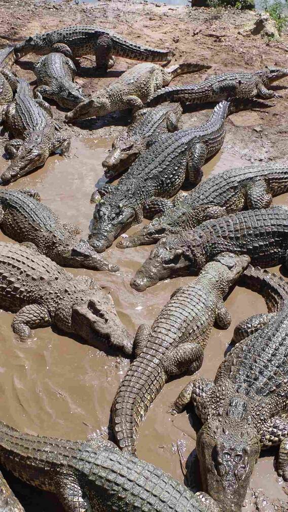 कितनी मजबूत होती है मगरमच्छ की पाचन शक्ति?