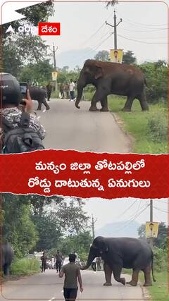 మన్యం జిల్లా తోటపల్లిలో రోడ్డు దాటుతున్న ఏనుగులు