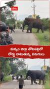 మన్యం జిల్లా తోటపల్లిలో రోడ్డు దాటుతున్న ఏనుగులు