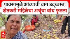 Beed Mango Farmer : पावसामुळे आंब्याची बाग उद्ध्वस्त, शेतकरी महिलेचा अश्रूंचा बांध फुटला