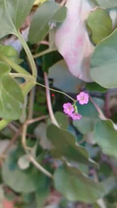 ஆரோக்கியத்தை அதிகரிக்கும் 9 மருத்துவ தாவரங்கள்!