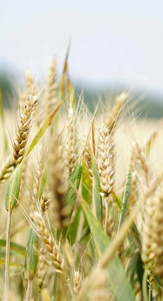 कौन सी फसल पर मिलती है सबसे ज्यादा MSP?