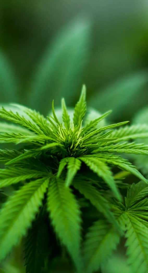 क्या घर पर भी उगा सकते हैं गांजा?