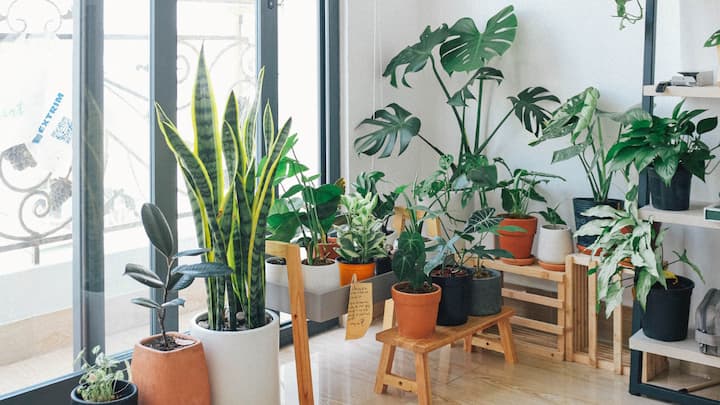 6. Build A Green Corner: Create a cosy and green corner filled with indoor plants. This will help uplift your mood and purify the indoor environment. Use upcycled pots to add to the sustainability. A green corner will connect you to nature and promote mindfulness. (Image Source: Canva)
