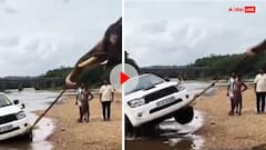 फॉर्च्यूनर को हाथी ने दिखाई अपनी पावर, नदी में फंसी कार को एक झटके में निकाला बाहर- वीडियो वायरल