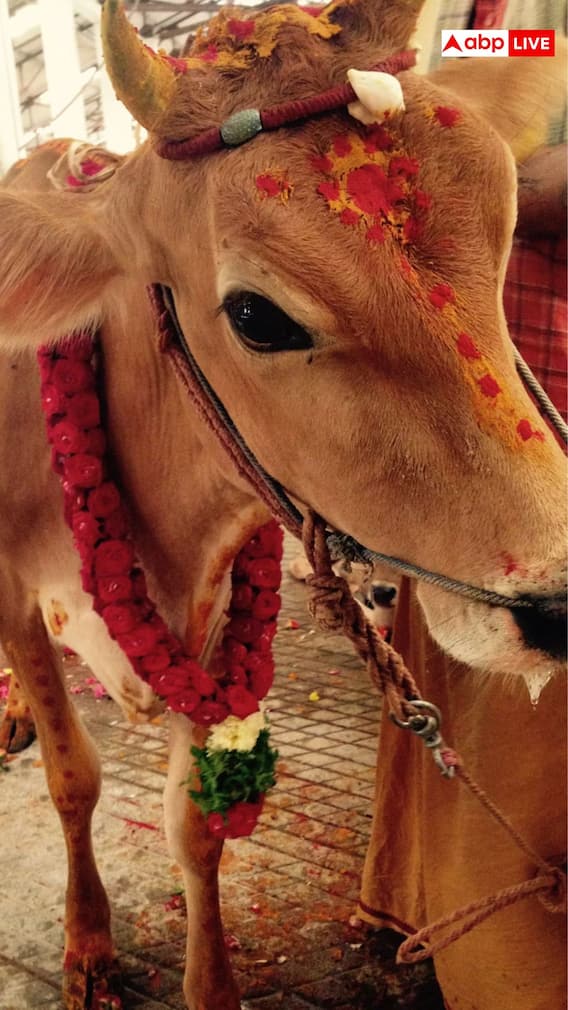 गौ दान क्यों करना चाहिए? जानिए धार्मिक महत्व