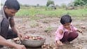 पावसामुळे नुकसान, वडिलांसोबत भिजलेला कांदा उचलणाऱ्या चिमुकलीला मदत; हटके स्टाईलने आनंद व्यक्त