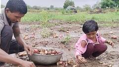 पावसामुळे नुकसान, वडिलांसोबत भिजलेला कांदा उचलणाऱ्या चिमुकलीला मदत; हटके स्टाईलने आनंद व्यक्त