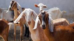 मुरादाबाद में बकरीद से पहले बढ़ा बकरों का कारोबार, 60 से 70 करोड़ रुपये की कमाई की उम्मीद