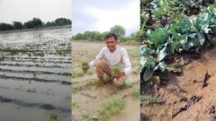 जालना जिल्ह्यात मुसळधार पाऊस, कोथींबीरीसह कोबीचं पिकं मातीत, शेतकऱ्यांना लाखो रुपयांचा आर्थिक फटका