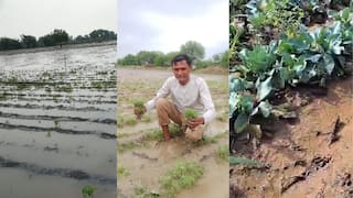 जालना जिल्ह्यात मुसळधार पाऊस, कोथींबीरीसह कोबीचं पिकं मातीत, शेतकऱ्यांना लाखो रुपयांचा आर्थिक फटका